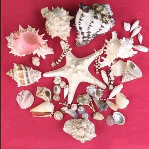 Lot Of Vintage Sea Shells #1